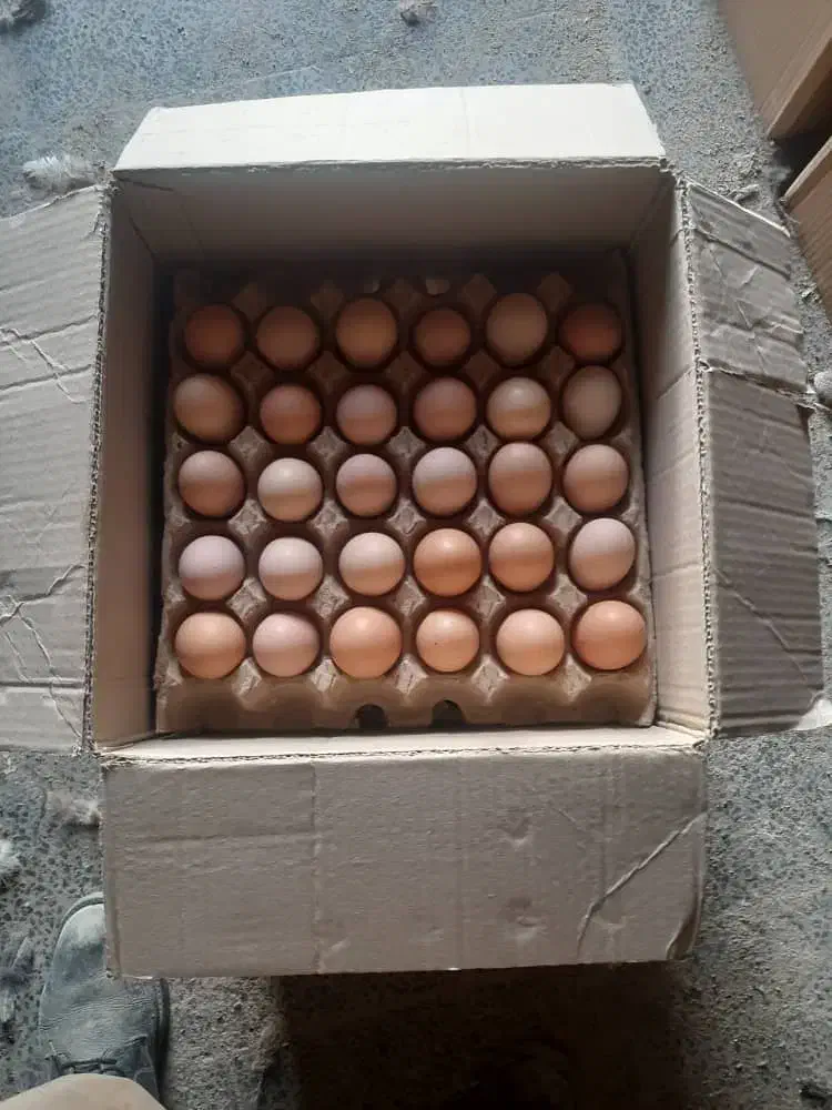 فروش تخم مرغ محلی گلپایگان|خوردنی و آشامیدنی|تهران, مطهری|دیوار