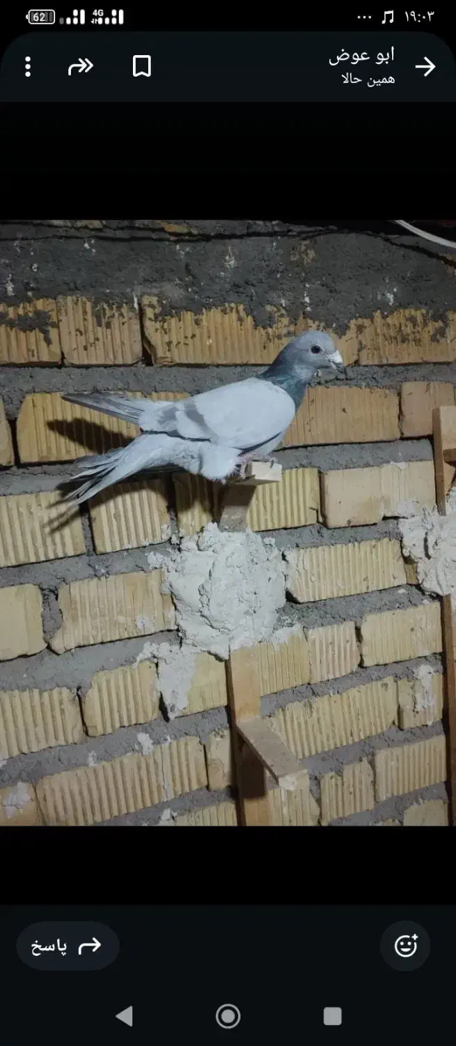 کفتر کبوتر سرور کاکلی|پرنده|شیراز, شاهچراغ|دیوار