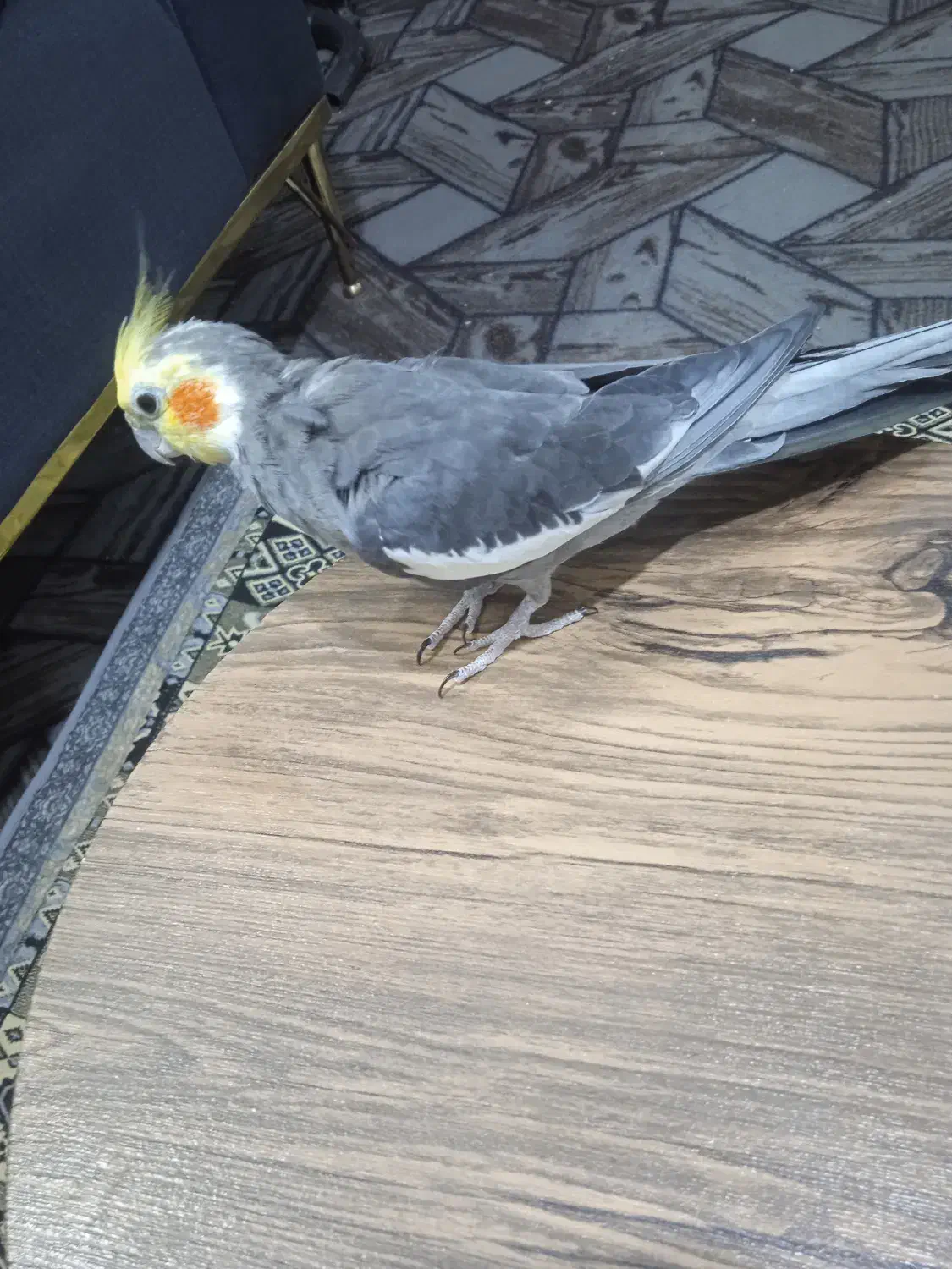 چهار عدد عروس هلندی سخنگو و بانمک|پرنده|مشهد, شهید احمدی روشن|دیوار