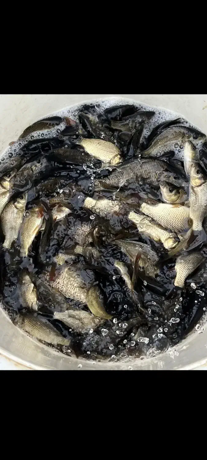 بچه ماهی|ماهی|لنگرود, |دیوار