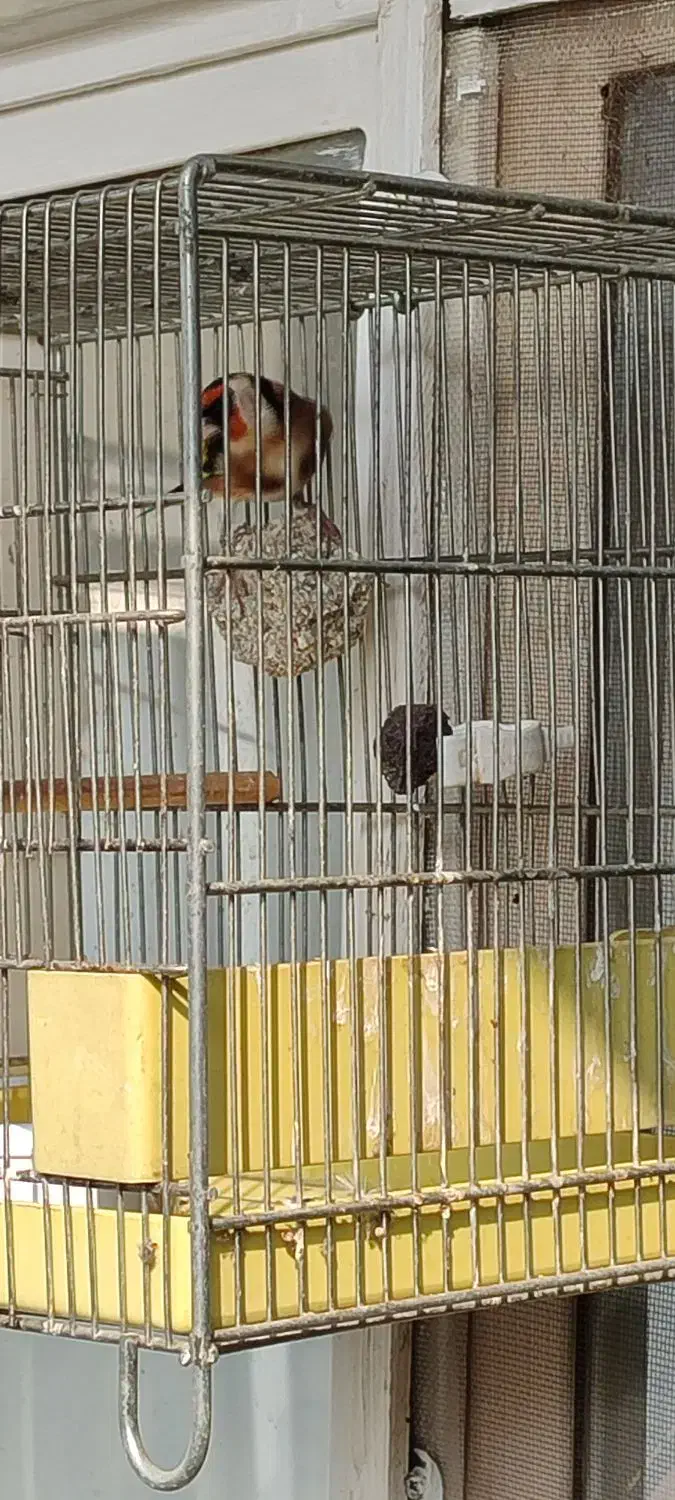 سره|پرنده|اصفهان, کلمان|دیوار