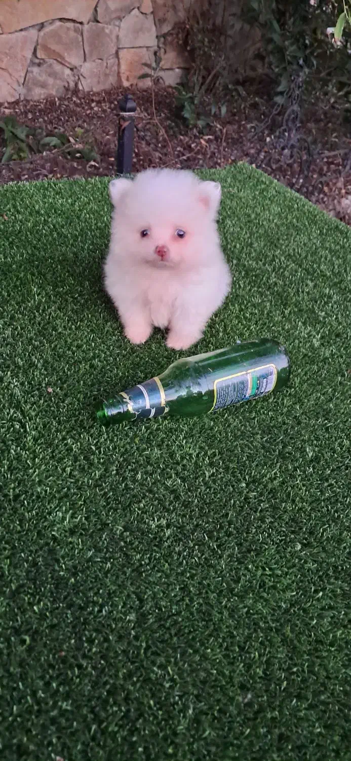 سگ پامر خرسی سایز ریز|سگ|قائم‌شهر, |دیوار