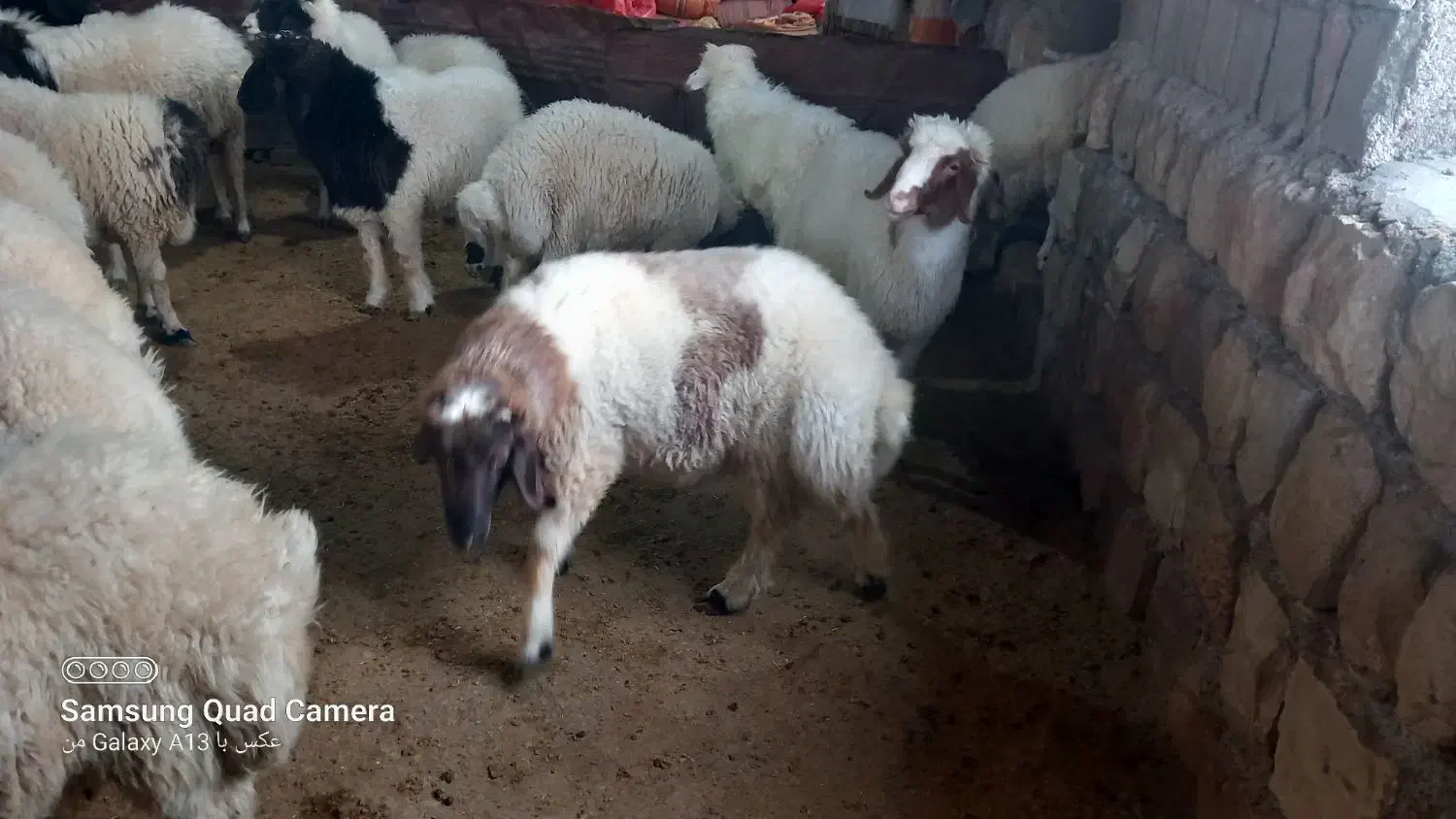 بره|حیوانات مزرعه|سیوان, |دیوار