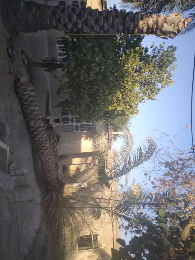 قطع و برش رایگان نخل|خدمات باغبانی و درختکاری|کازرون, |دیوار