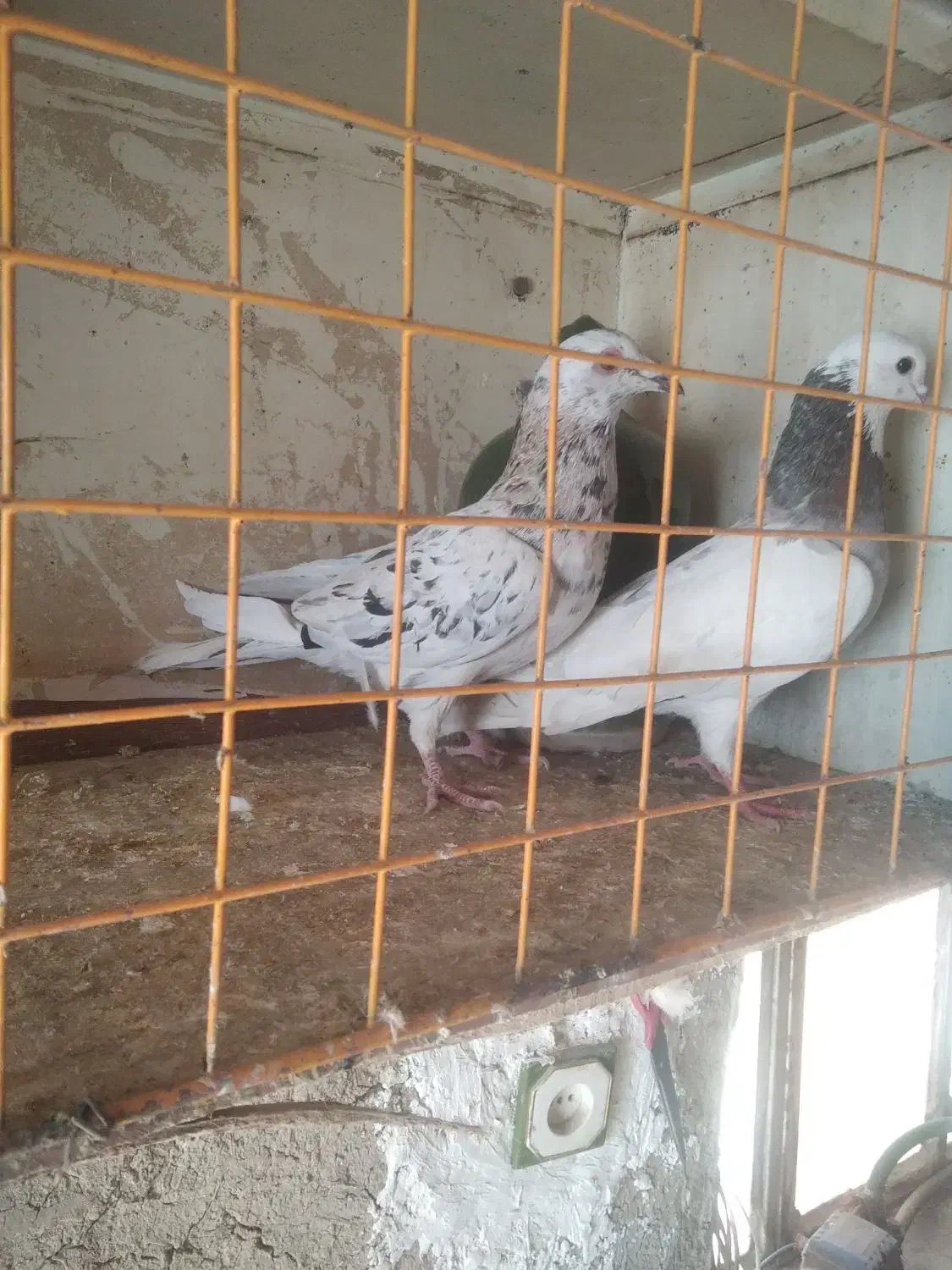 کوهی|پرنده|ملایر, |دیوار