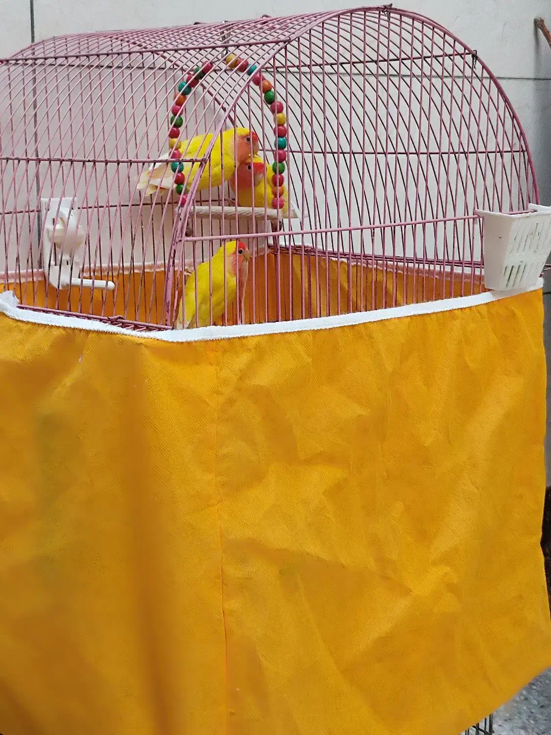 قفس کوتوله سر هلویی مولد|پرنده|خمینی‌شهر, |دیوار