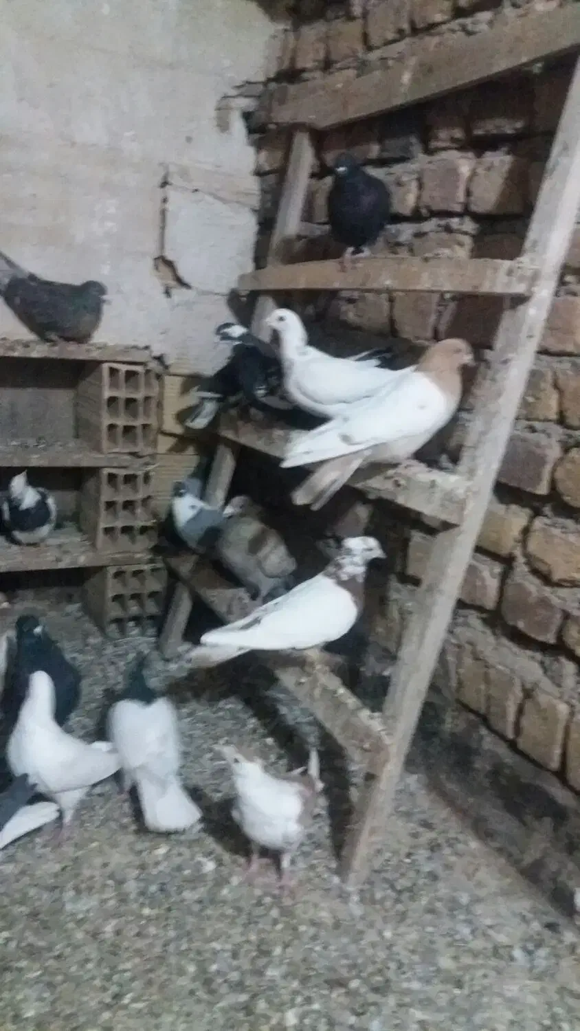 کبوتر ها تاکستان بوم ندارن|پرنده|تاکستان, |دیوار