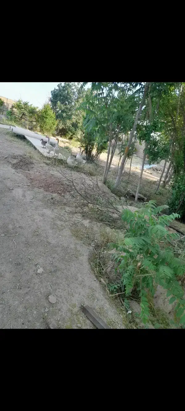 حیوانات|حیوانات مزرعه|نیشابور, ۲۲ بهمن|دیوار