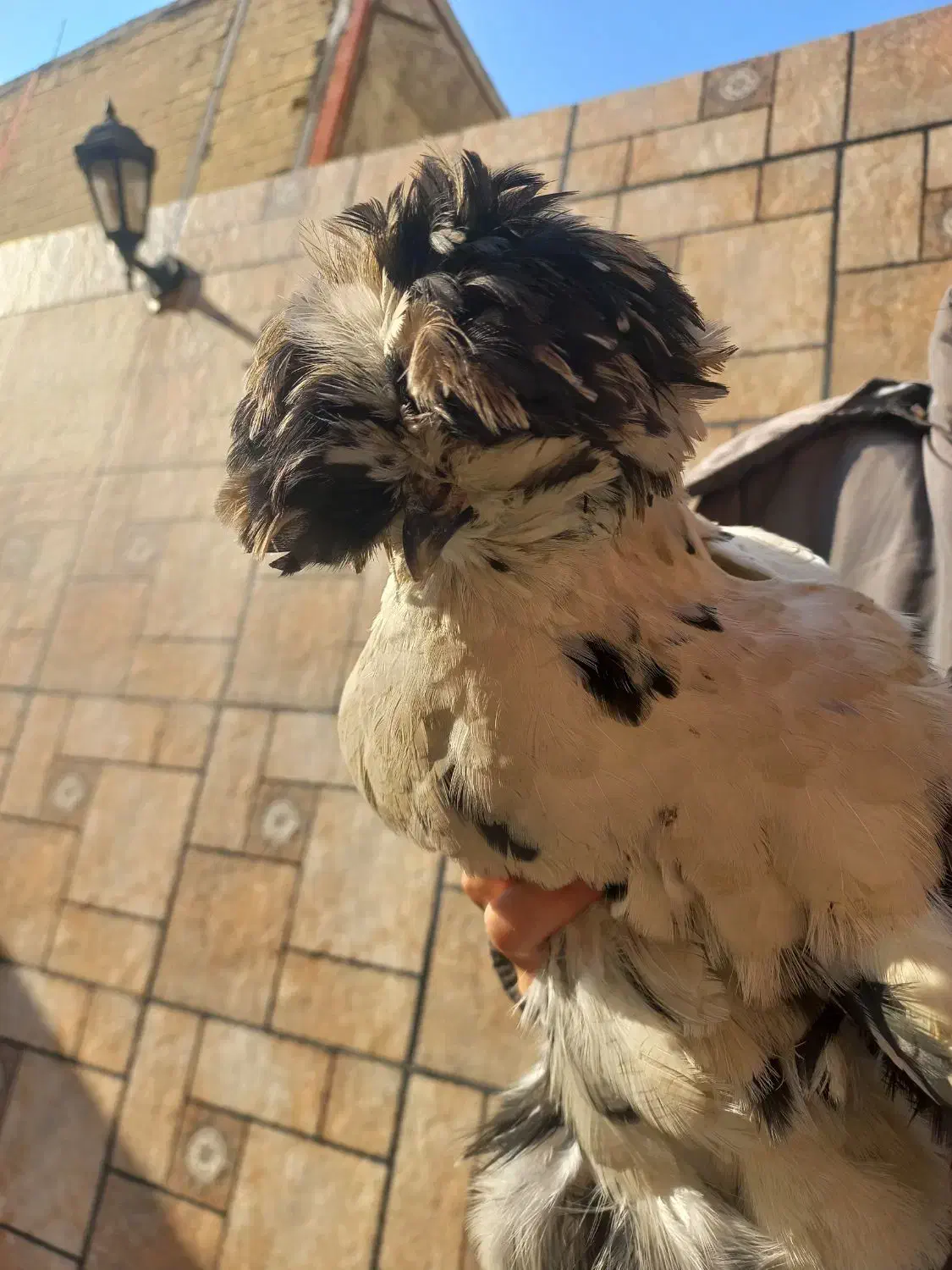 مرغ وخروس|حیوانات مزرعه|رباط‌کریم, رباط‌کریم|دیوار