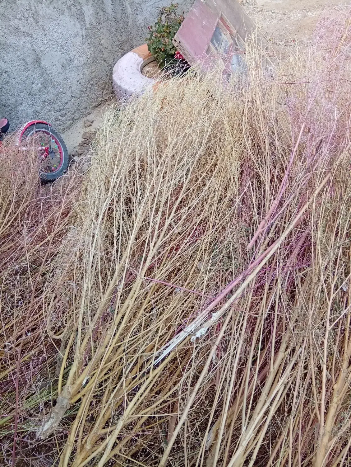 جارو|لوازم نظافت|کنگاور, |دیوار