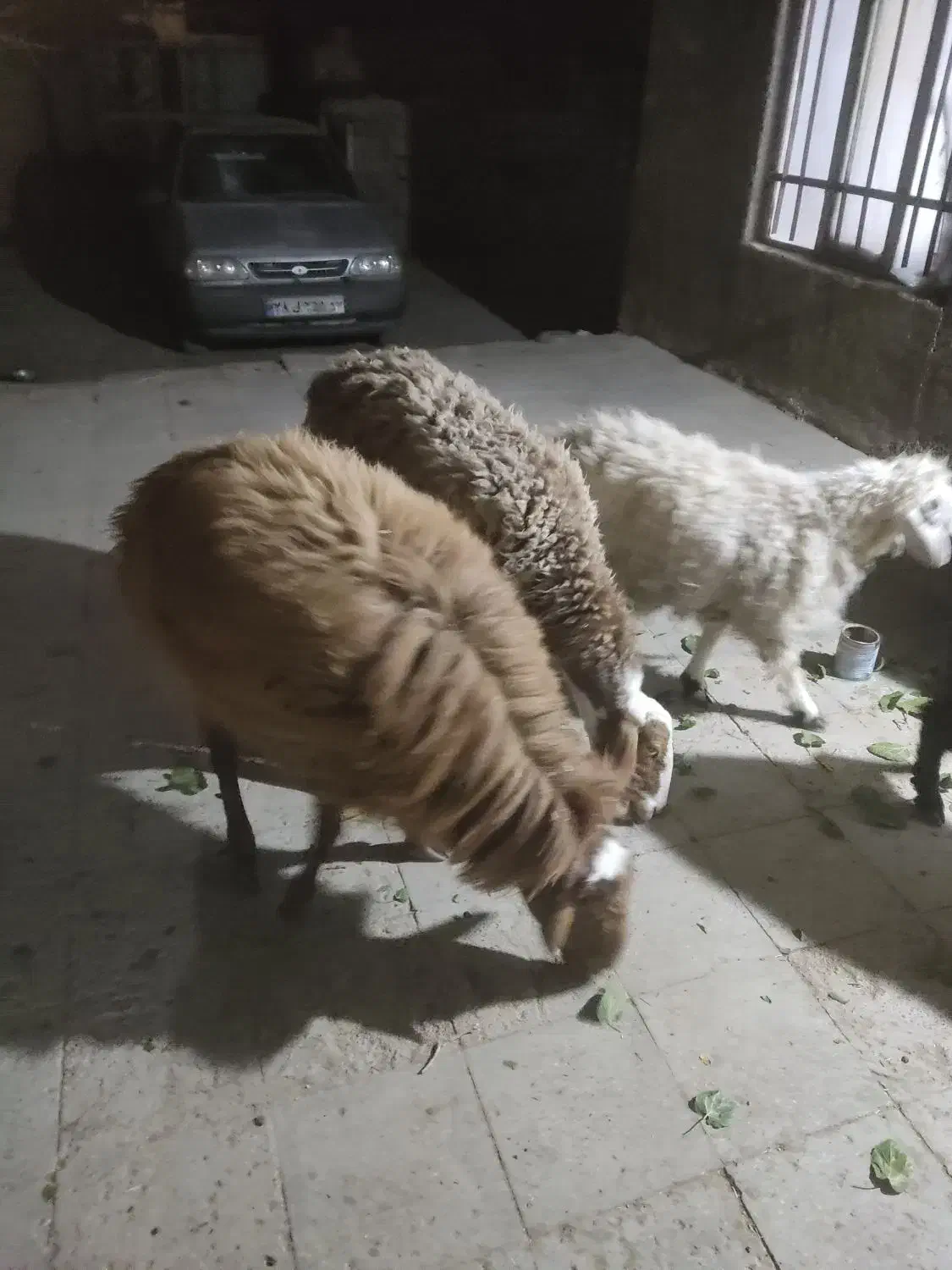 میش ایست وبره نر|حیوانات مزرعه|درمیان, |دیوار