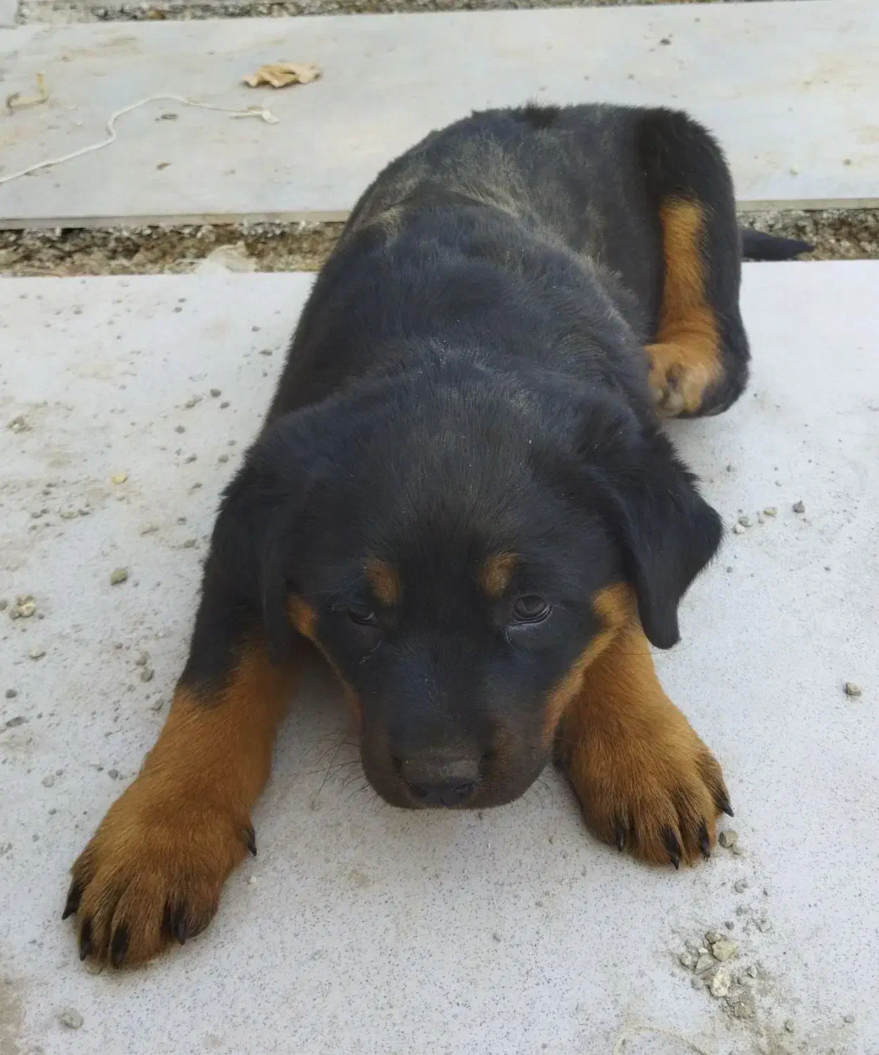 واگذاری سگ|سگ|بومهن, |دیوار