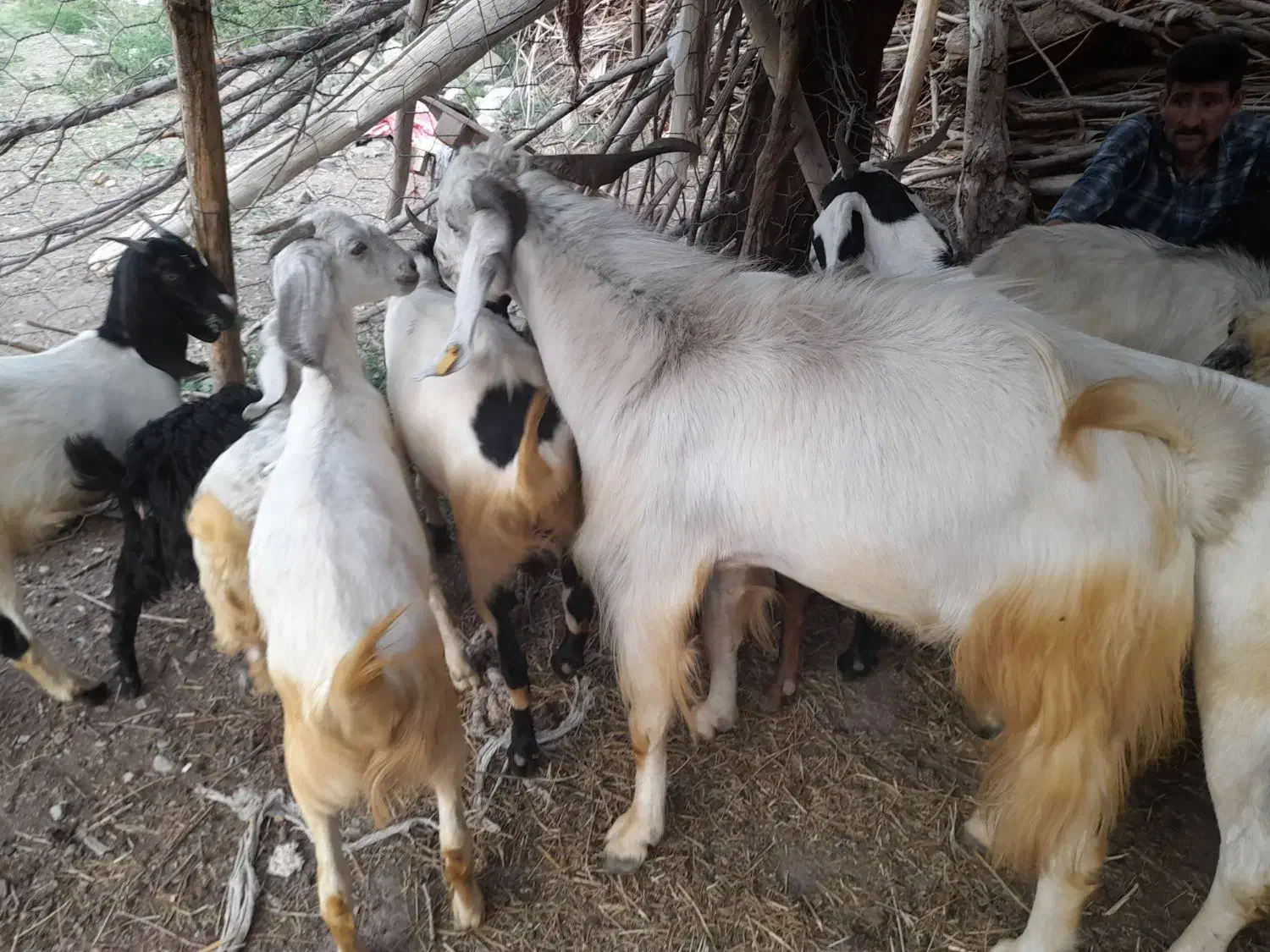 یک عدبرع ماده چاق ویک عددنری|حیوانات مزرعه|راین, |دیوار