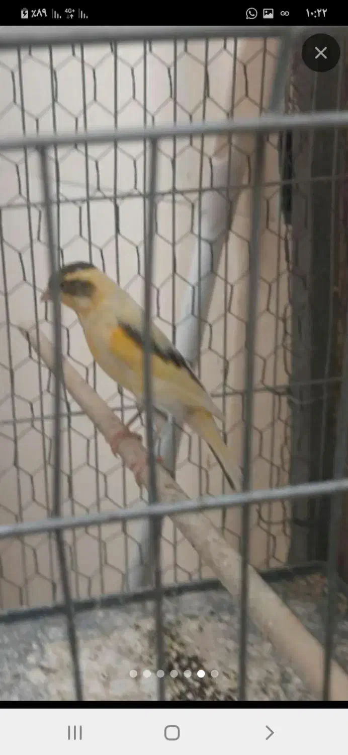 قناری مهدیشهر|پرنده|مهدی شهر, |دیوار