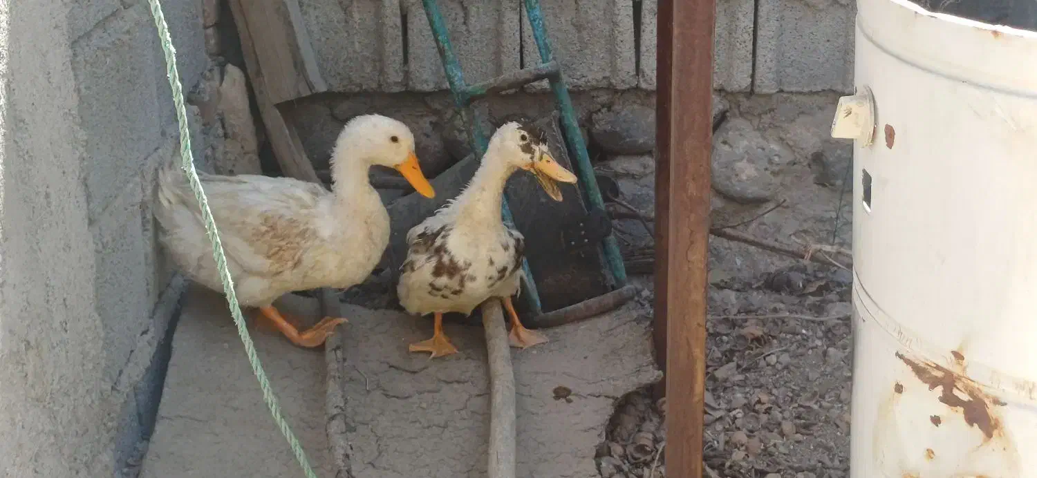 اردک زشت و بداخلاق|حیوانات مزرعه|اسکو, |دیوار