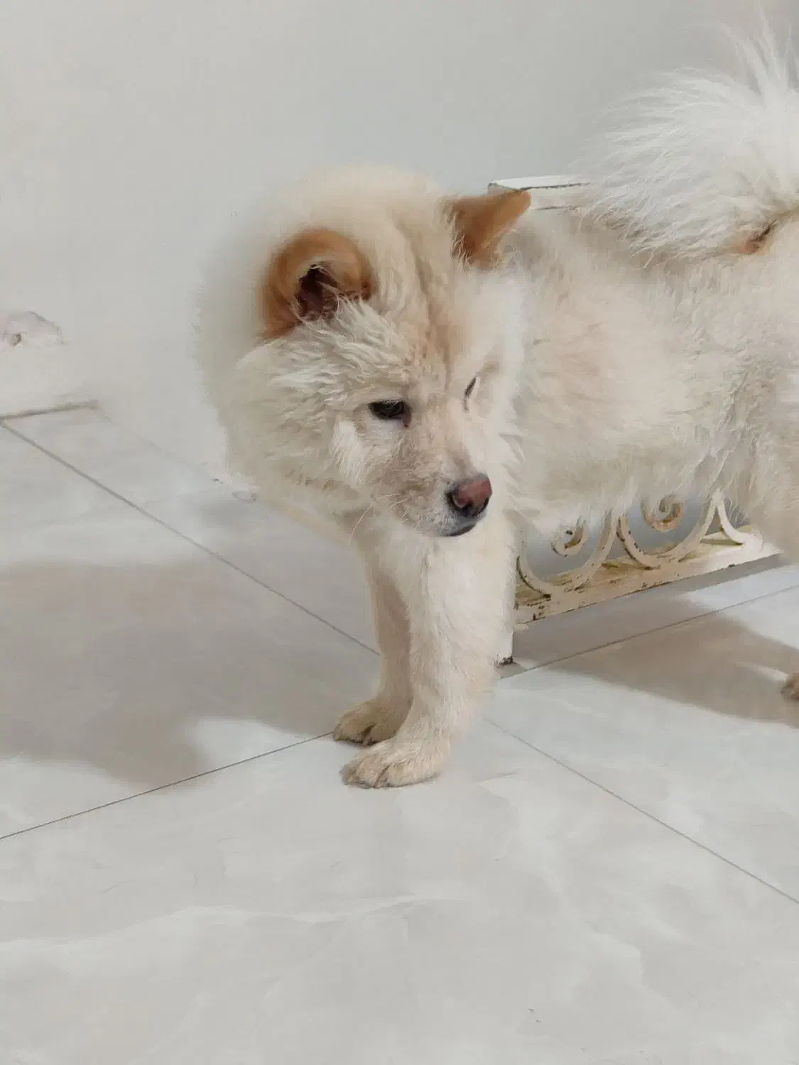 سگ چاوچاو|سگ|فردیس, قریشی|دیوار