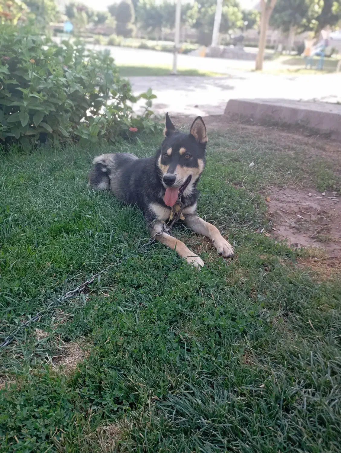 سگ هاسکی ژرمن|سگ|تربت‌حیدریه, پائین ولایت|دیوار