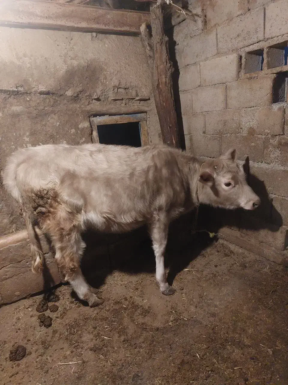 گوساله یکی نر هلشتاین یک ماده نژاد براون سوئیسی|حیوانات مزرعه|ارشق, |دیوار