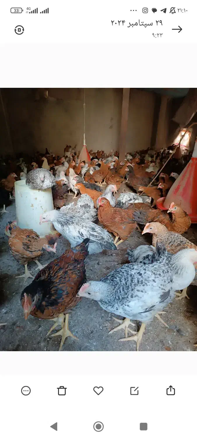 خروس و مرغ محلی|حیوانات مزرعه|لنگرود, |دیوار