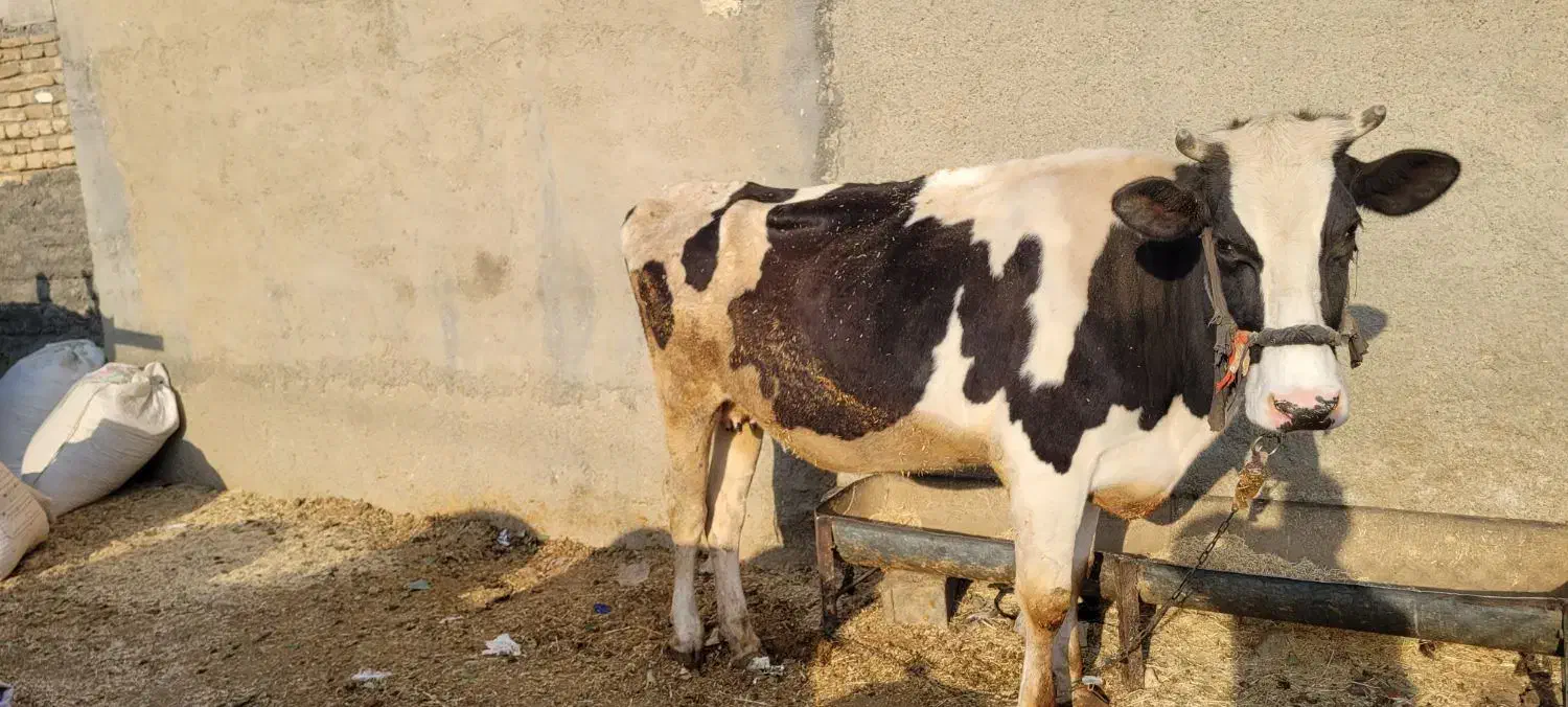 گاو کراده|حیوانات مزرعه|کوزران, |دیوار