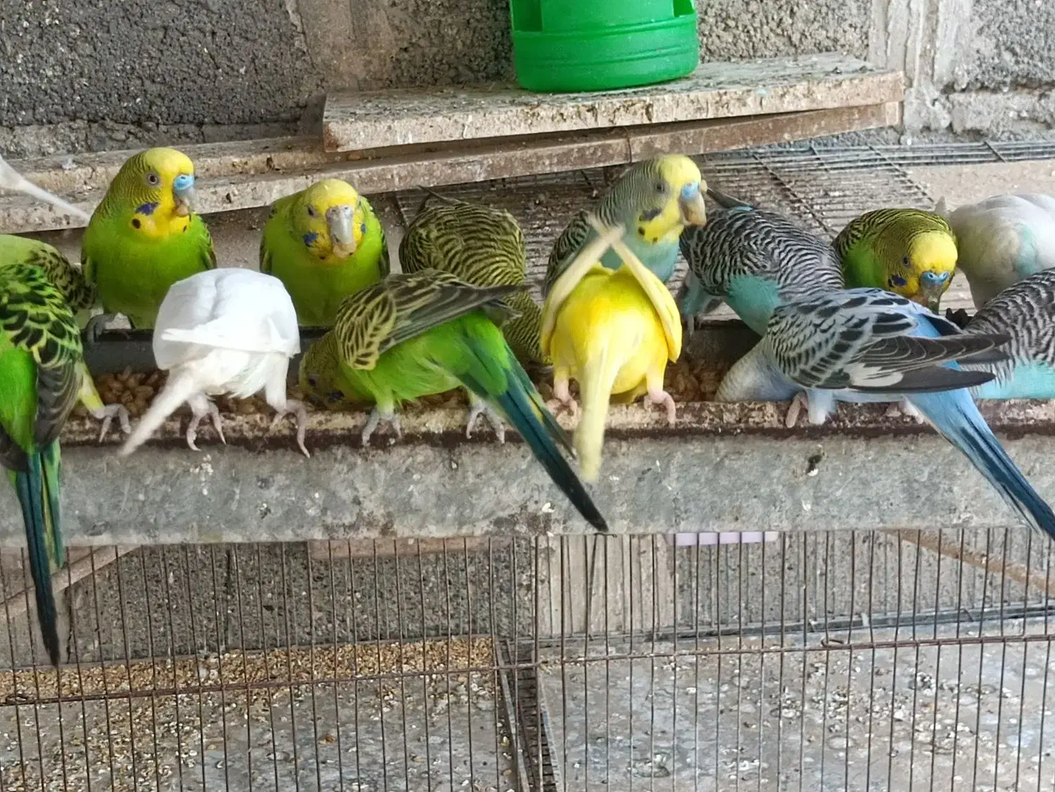 پرنده مرغ عشق|پرنده|میناب, |دیوار