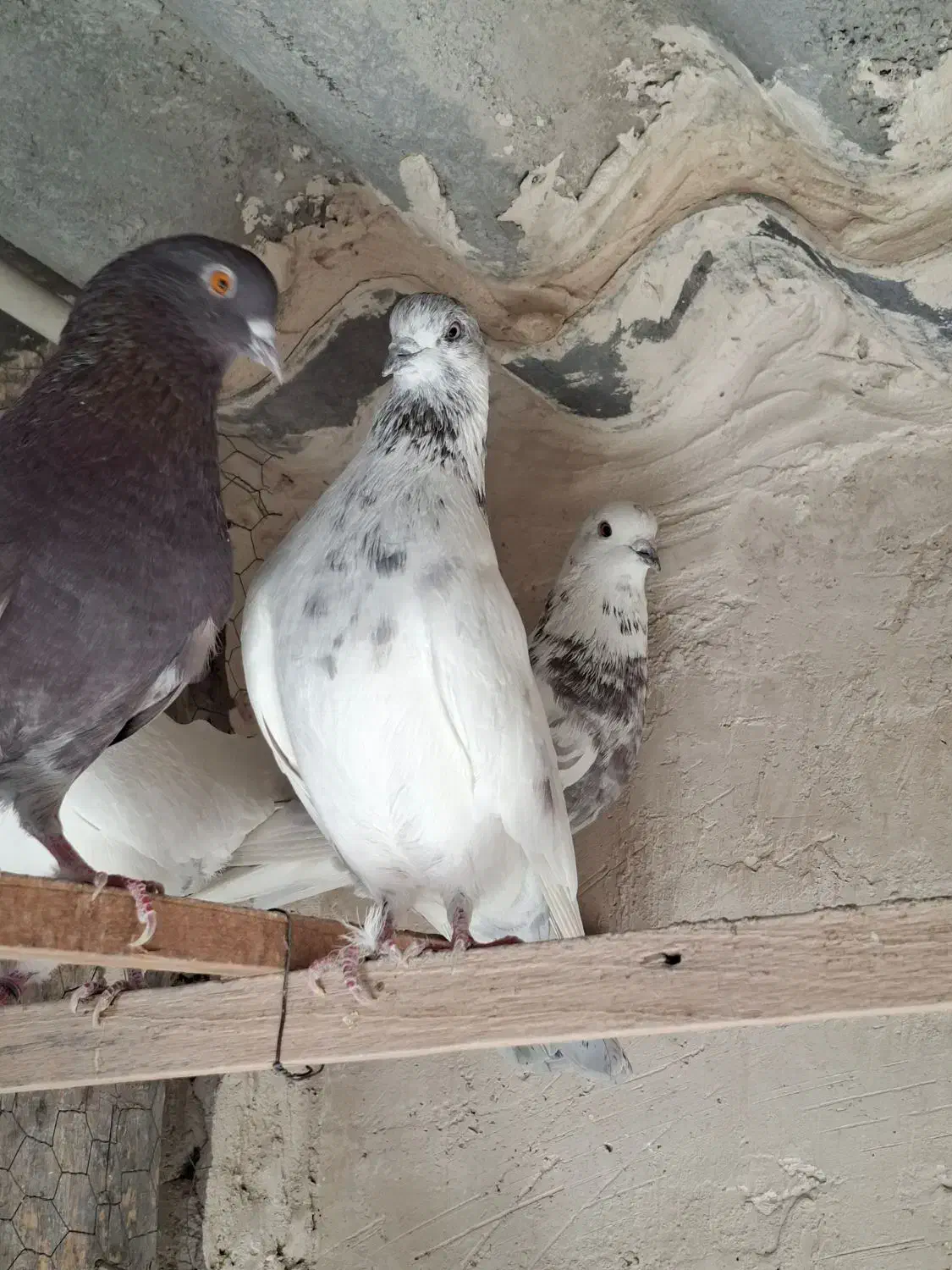 کفتر کل دم بور نر|پرنده|فردیس, داوری|دیوار