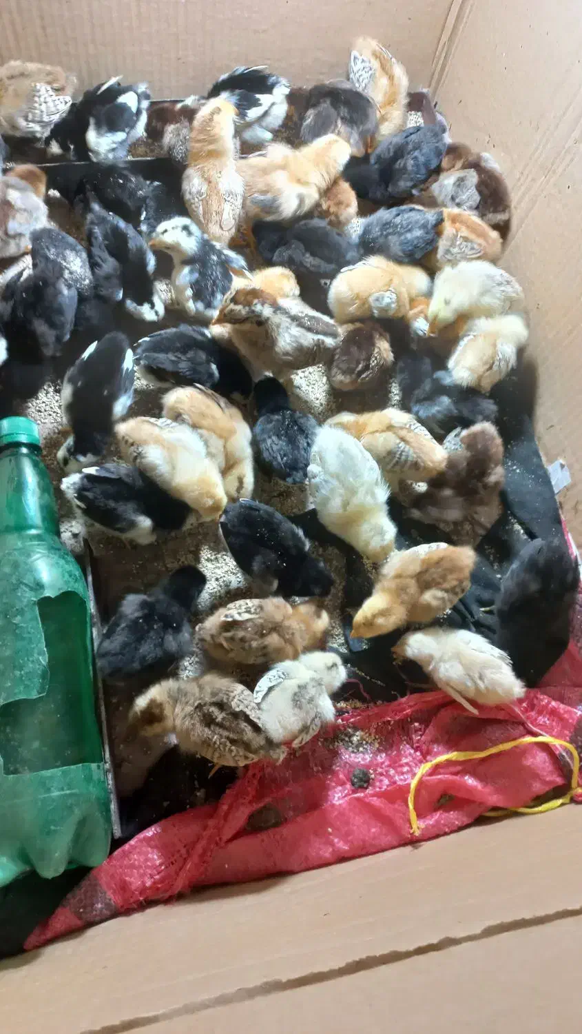 فروش جوجه پائیزی|حیوانات مزرعه|نکا, |دیوار