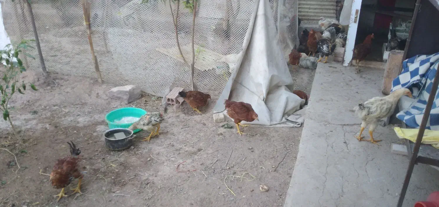 جوجه مرغ و خروس نزدیک تخم گذاری|حیوانات مزرعه|تبریز, |دیوار