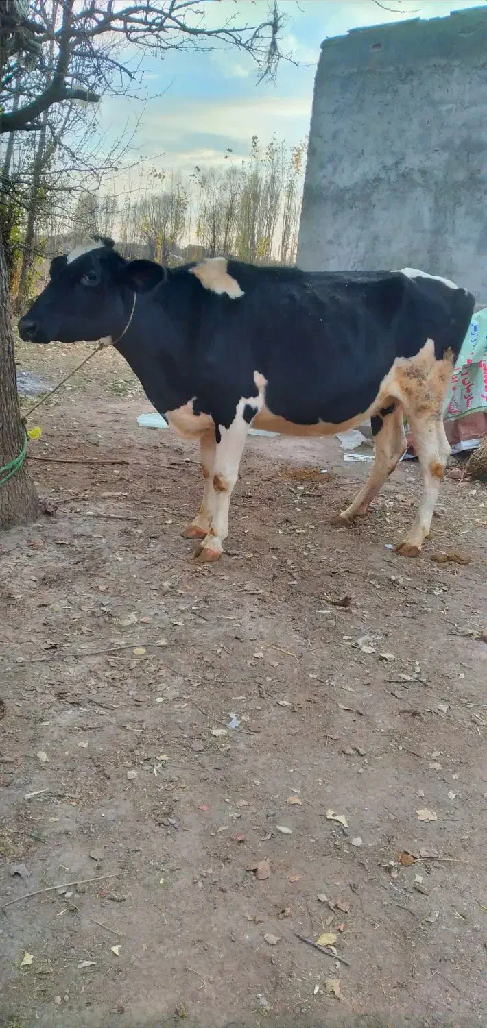 گاو هلشتاین شکم دوم آبستن|حیوانات مزرعه|اردبیل, |دیوار