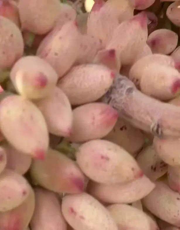 تقریبا ۲۵۰۰متر باغ ویلا|فروش دفتر صنعتی، کشاورزی، تجاری|بوئین زهرا, |دیوار