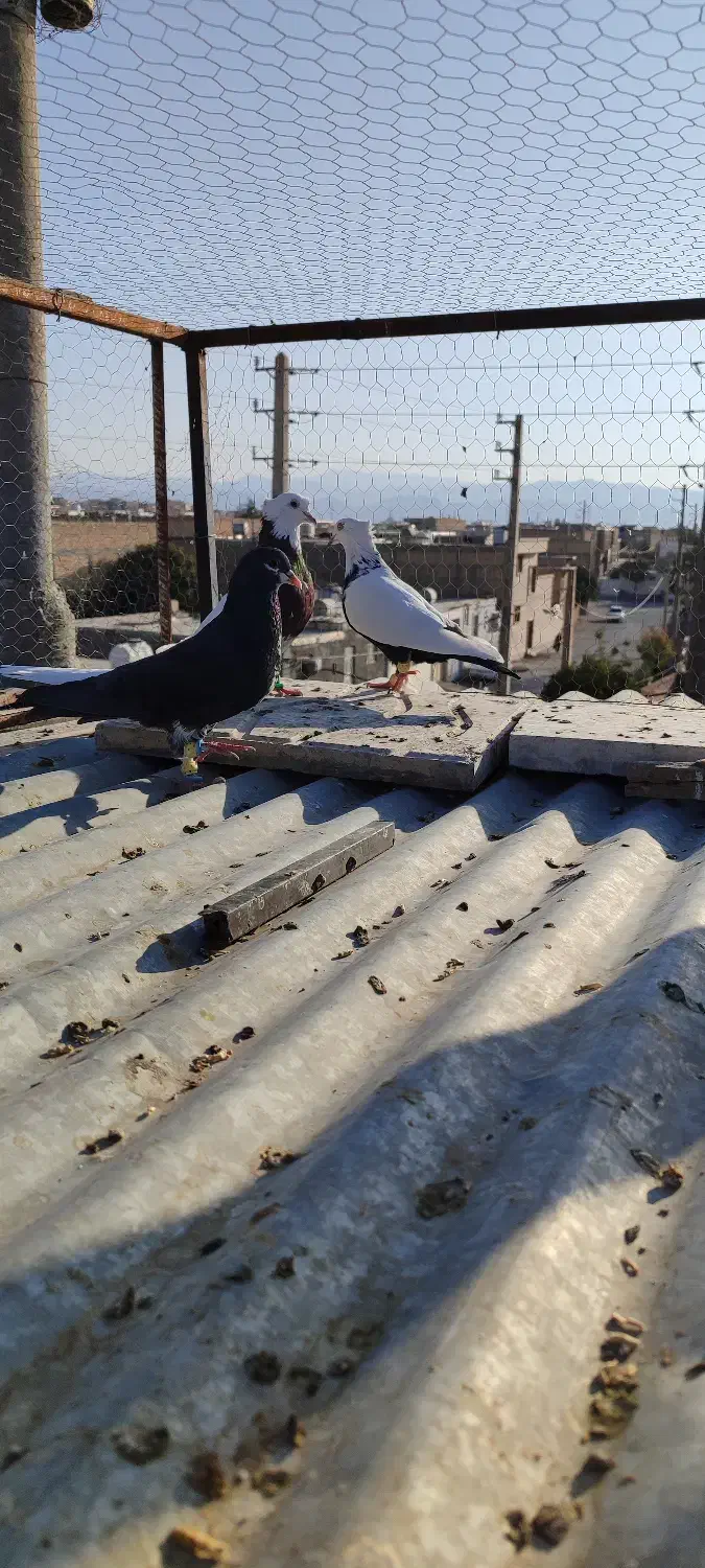 کفتر|پرنده|شیراز, بازار|دیوار