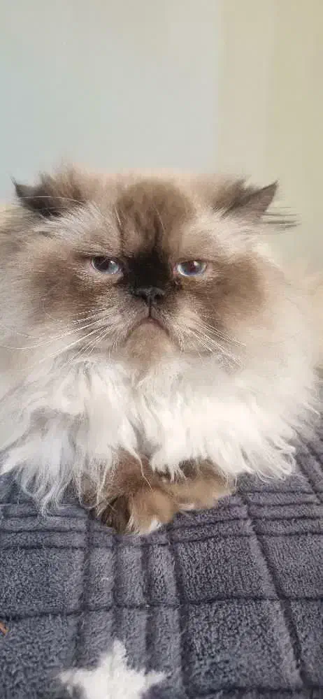 گربه|گربه|دزفول, |دیوار