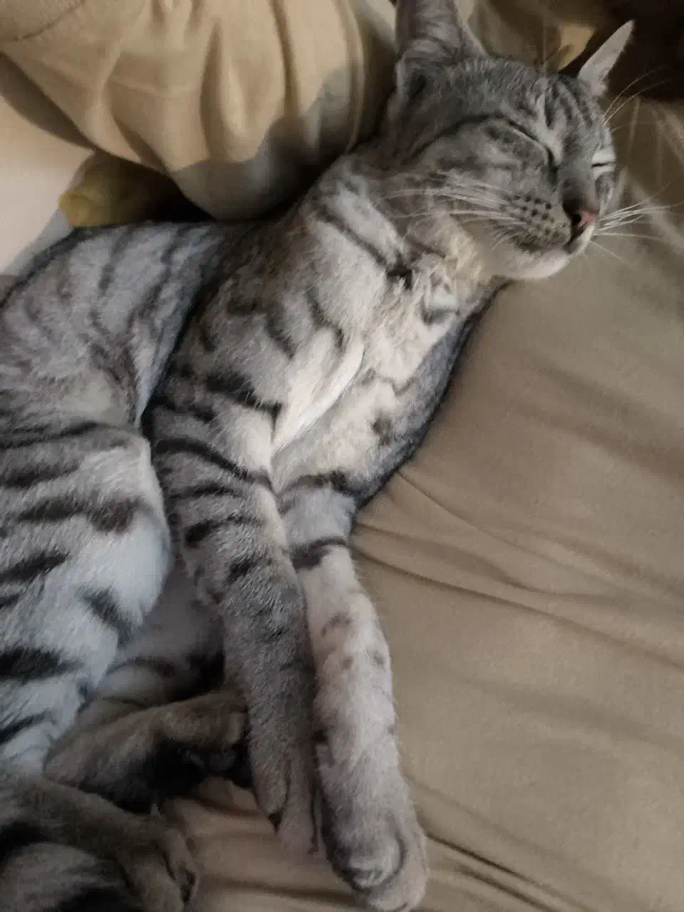 گربه گم شده خانگی|گربه|گرگان, |دیوار