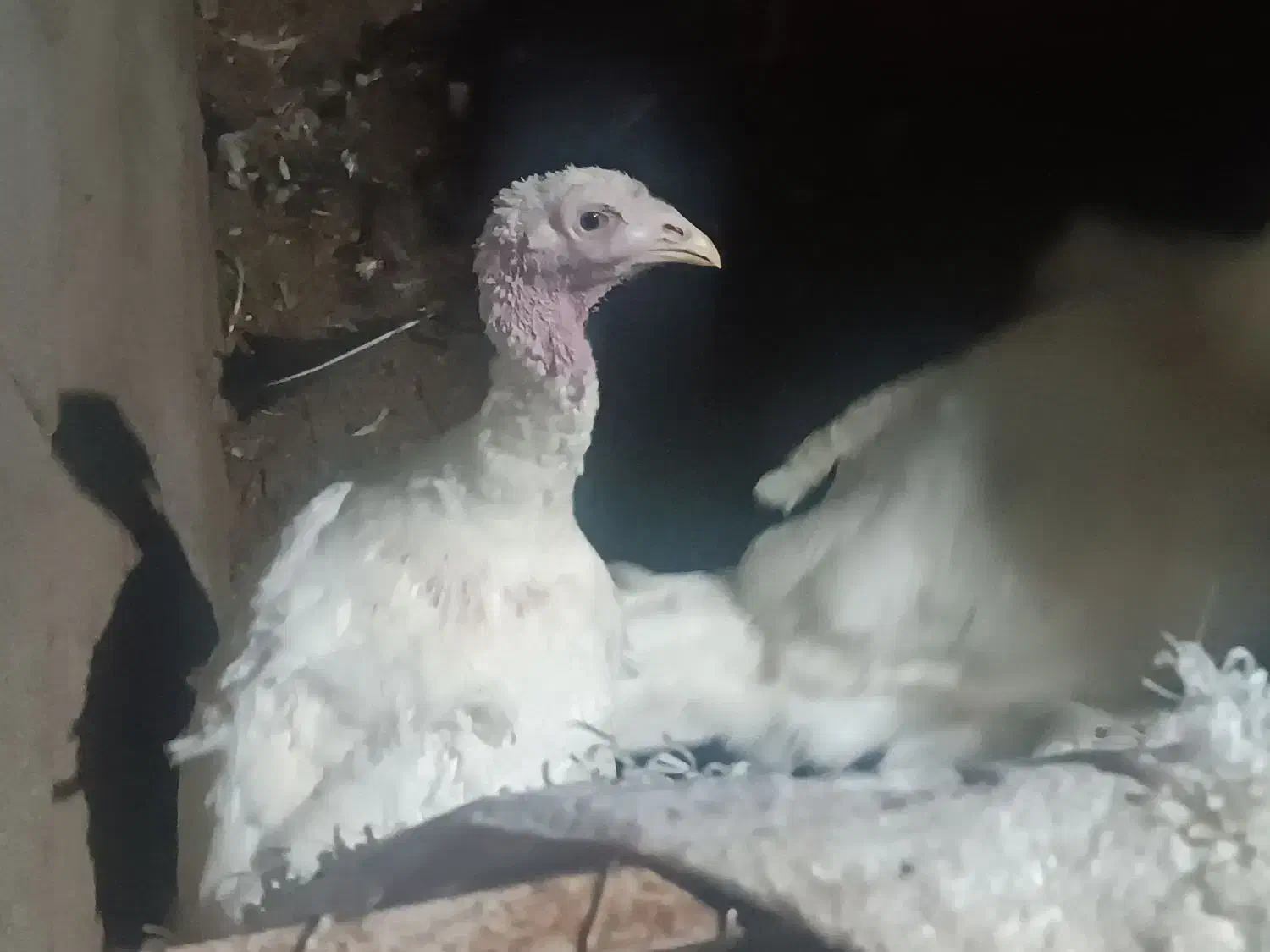 بوقلمون|حیوانات مزرعه|مشگین شهر, |دیوار