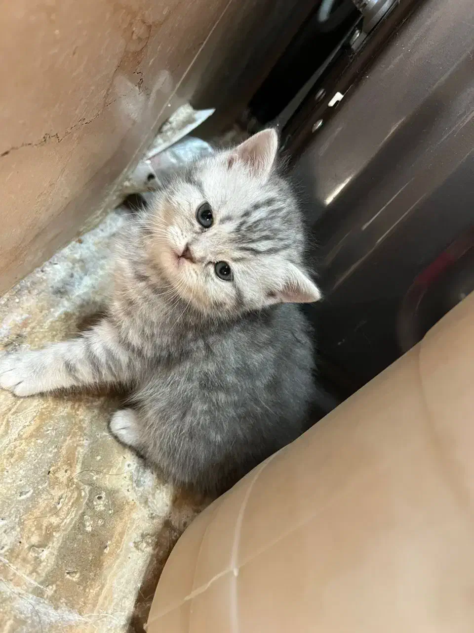 بچه گربه بریتیش اصیل خانگی|گربه|شیراز, معالیآباد|دیوار