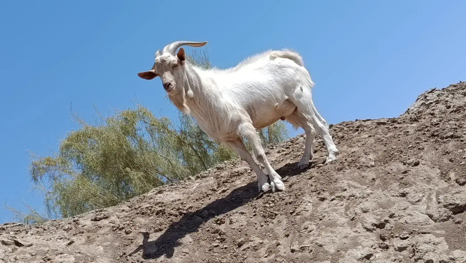 تکه سانن اصل فرانسوی|حیوانات مزرعه|قائن, |دیوار