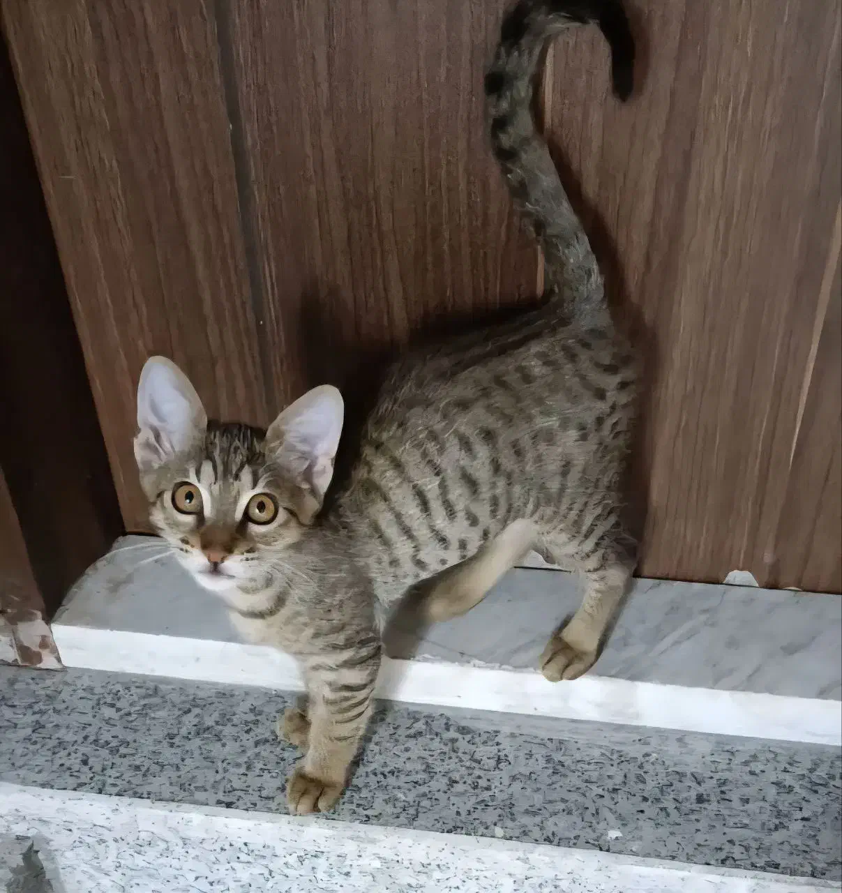 واگذاری گربه نر ۵ ماهه تهران گیلان|گربه|کلاچای, |دیوار