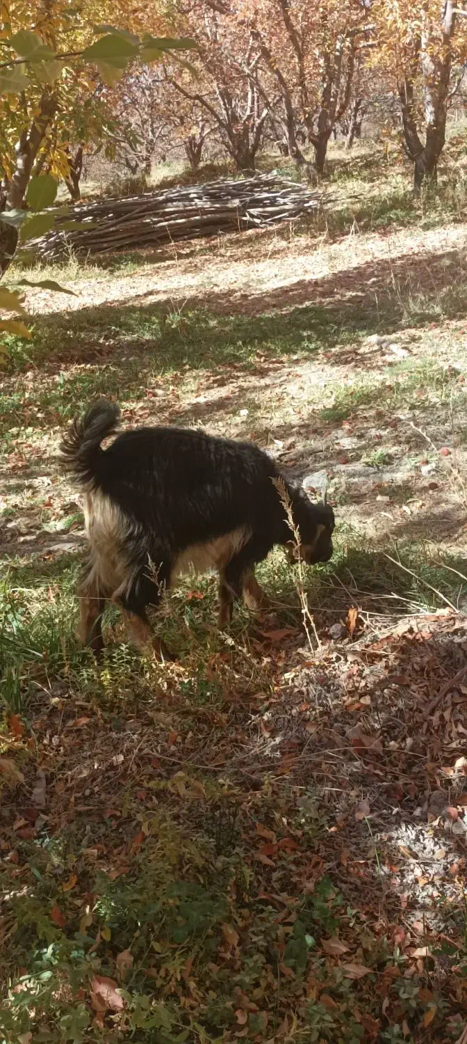 بزغاله|حیوانات مزرعه|پادنا علیا, |دیوار