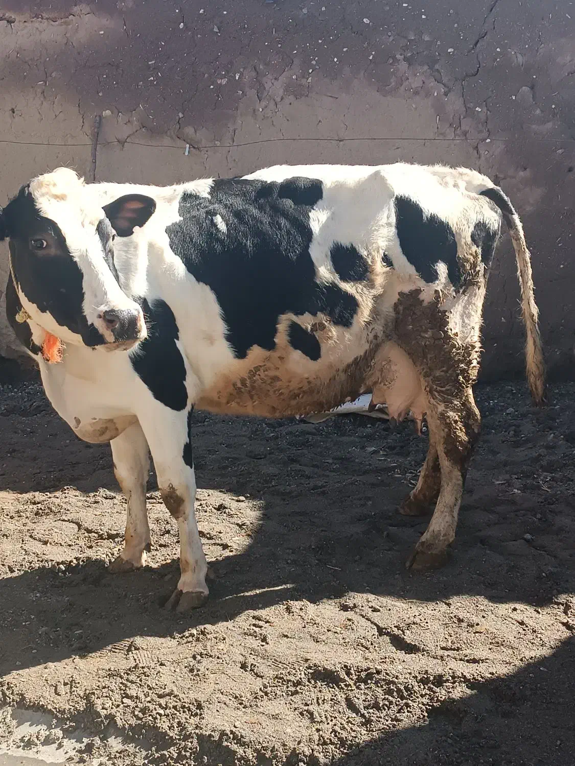 گاو هلشتاین|حیوانات مزرعه|هشترود, |دیوار