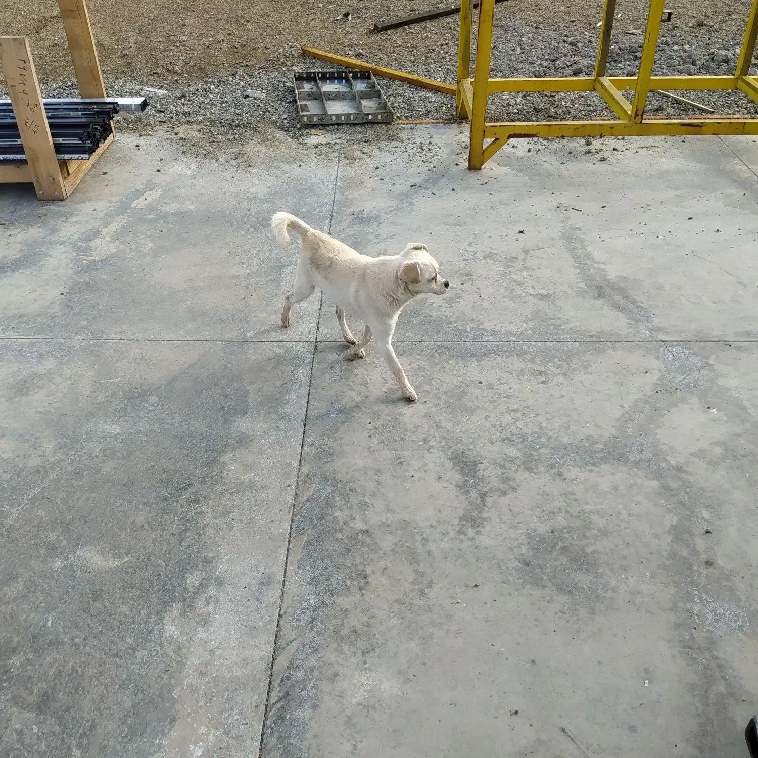 سگ پاکوتاه|سگ|نوشین شهر, |دیوار