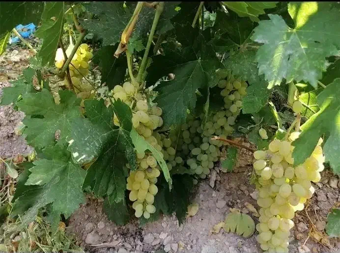 فروش فوری باغ|فروش زمین و ملک کلنگی|بوانات, |دیوار