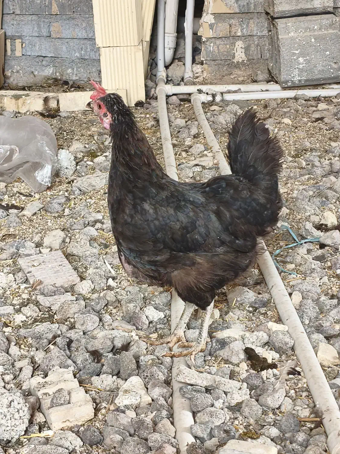 دو عدد مرغ در حمیدیه|حیوانات مزرعه|حمیدیه, |دیوار