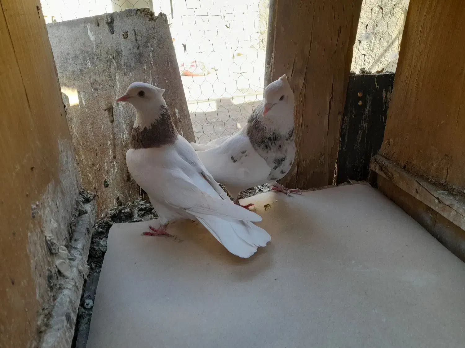 کفتر|پرنده|ساوه, |دیوار