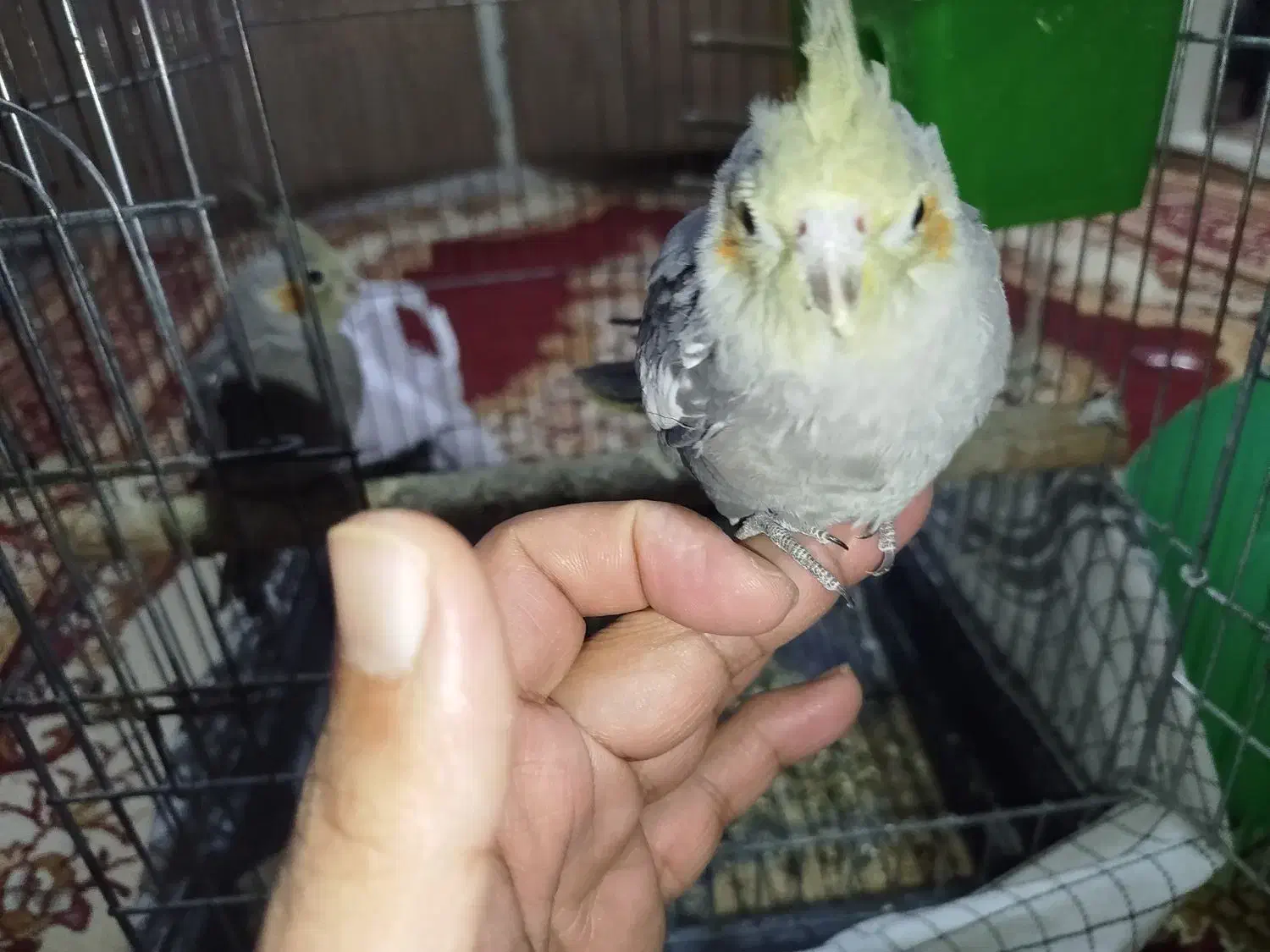 جوجه عروس هلندی|پرنده|ری, شهرک نظامی|دیوار