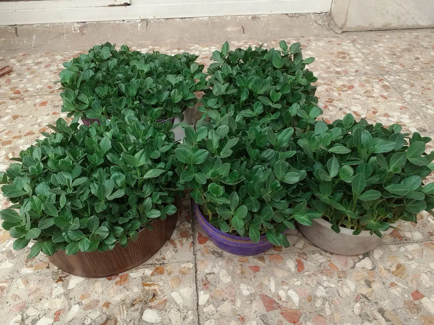 فروش سبزه روز مادر|گل و گیاه طبیعی|الشتر, |دیوار