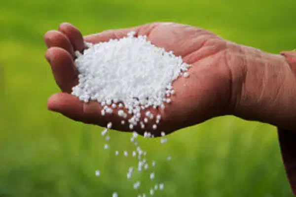 کودسفید|خدمات باغبانی و درختکاری|گنبد کاووس, |دیوار