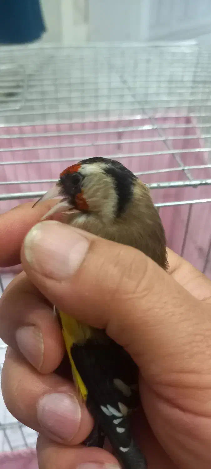 سهره ماده|پرنده|اهواز, طالقانی|دیوار