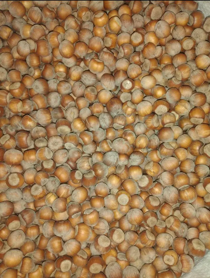 فندق|خوردنی و آشامیدنی|دیلمان, |دیوار