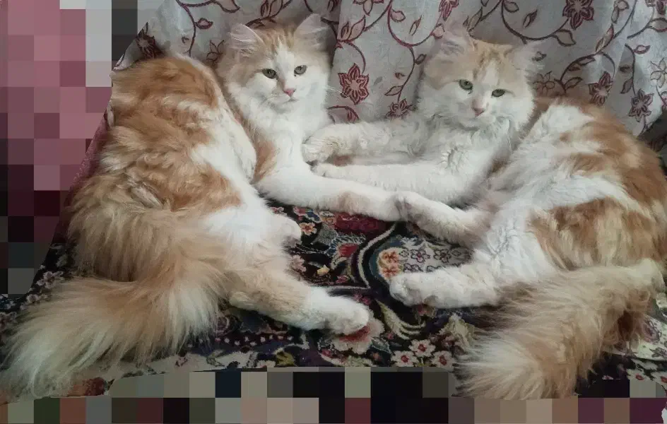 گربه|گربه|بیرجند, |دیوار