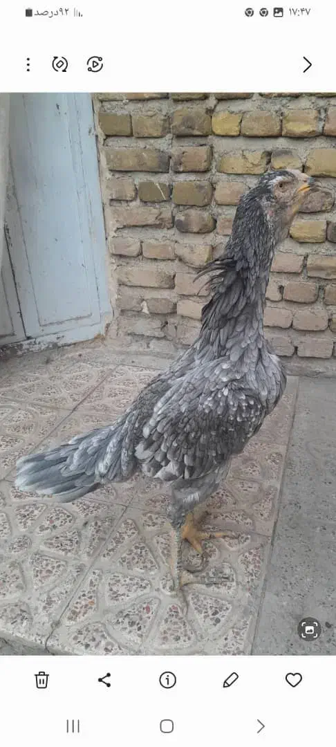 مرغ لاری نژاد اصل|حیوانات مزرعه|خوی, |دیوار